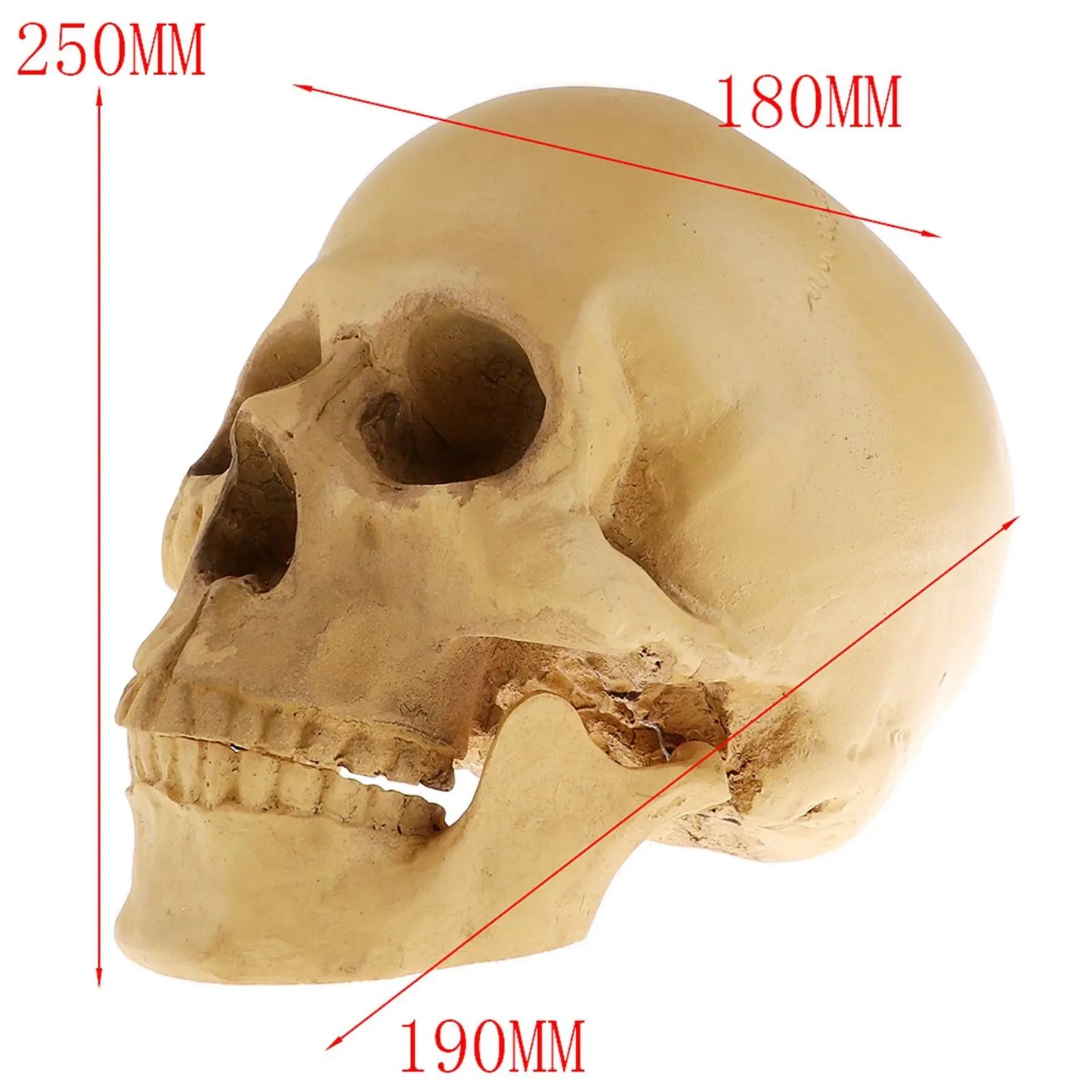 Requiem Skull Replica